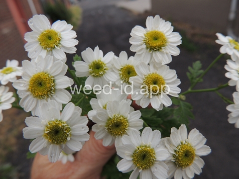 feverfew